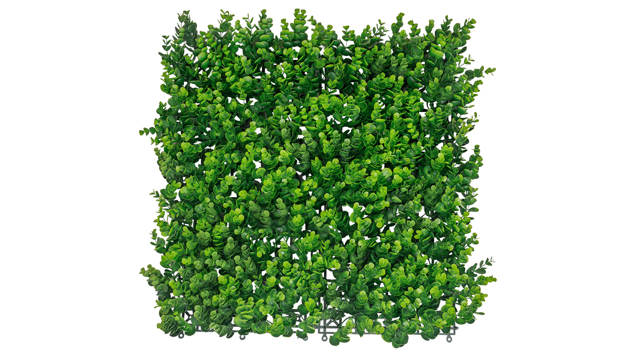 Long Boxwood