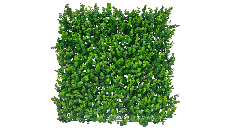 Long Boxwood