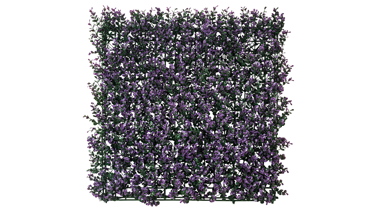 Purple Buxus