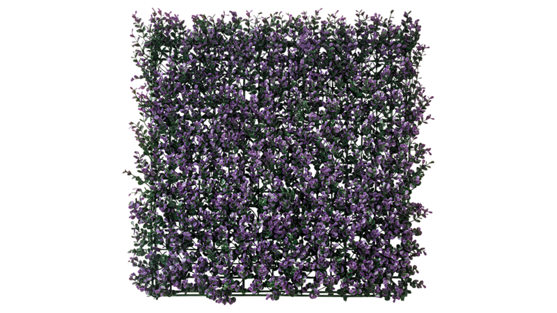 Purple Buxus