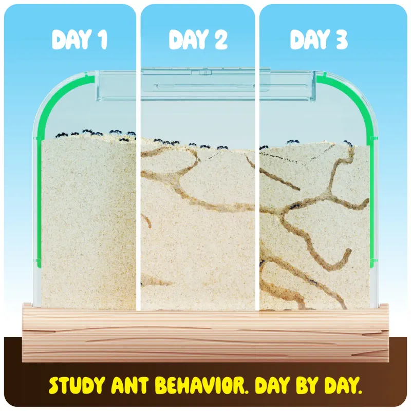 Ant Farm Kit  Sand Habitat,.