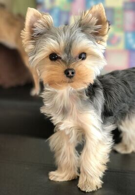 Yorkshire Terrier