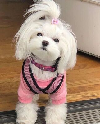 Maltese Puppies
