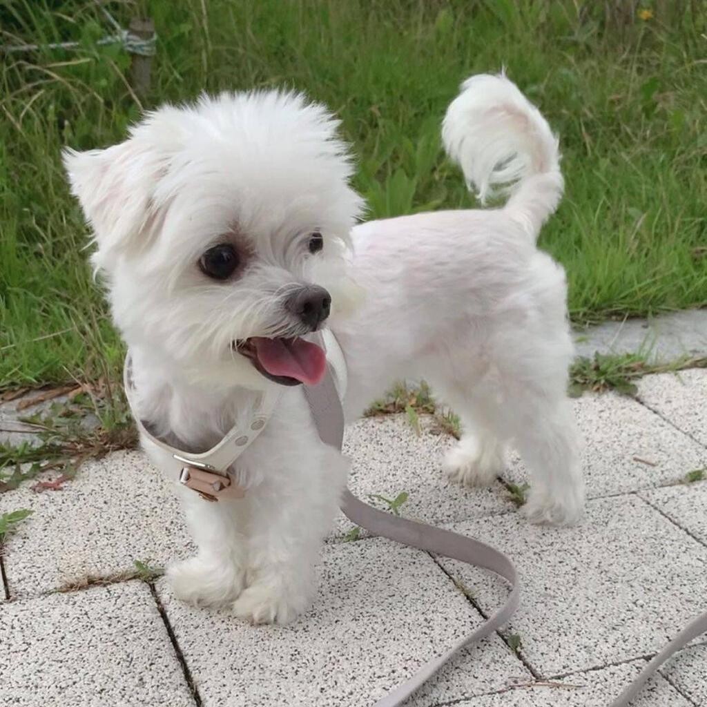 Adorable Oliver