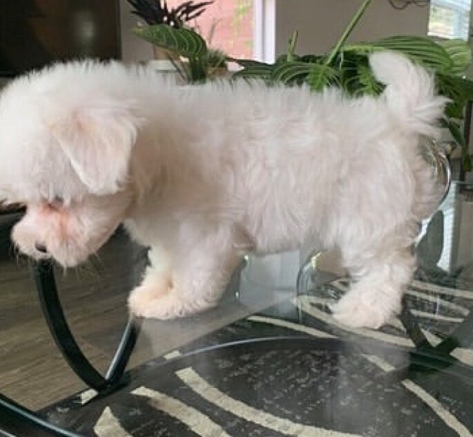 Bella