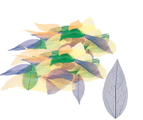 SKELETON LEAVES COLOURED SMALL 90S  (POA)