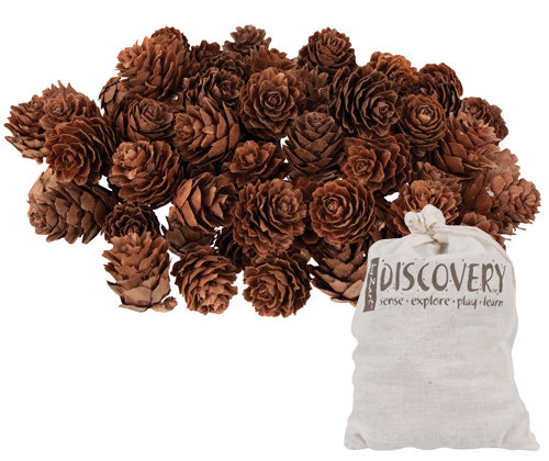 PINE CONES MINI (POA)