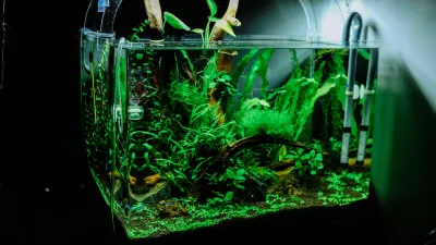 Fresh Water