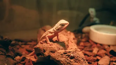 Reptile & Terrariums