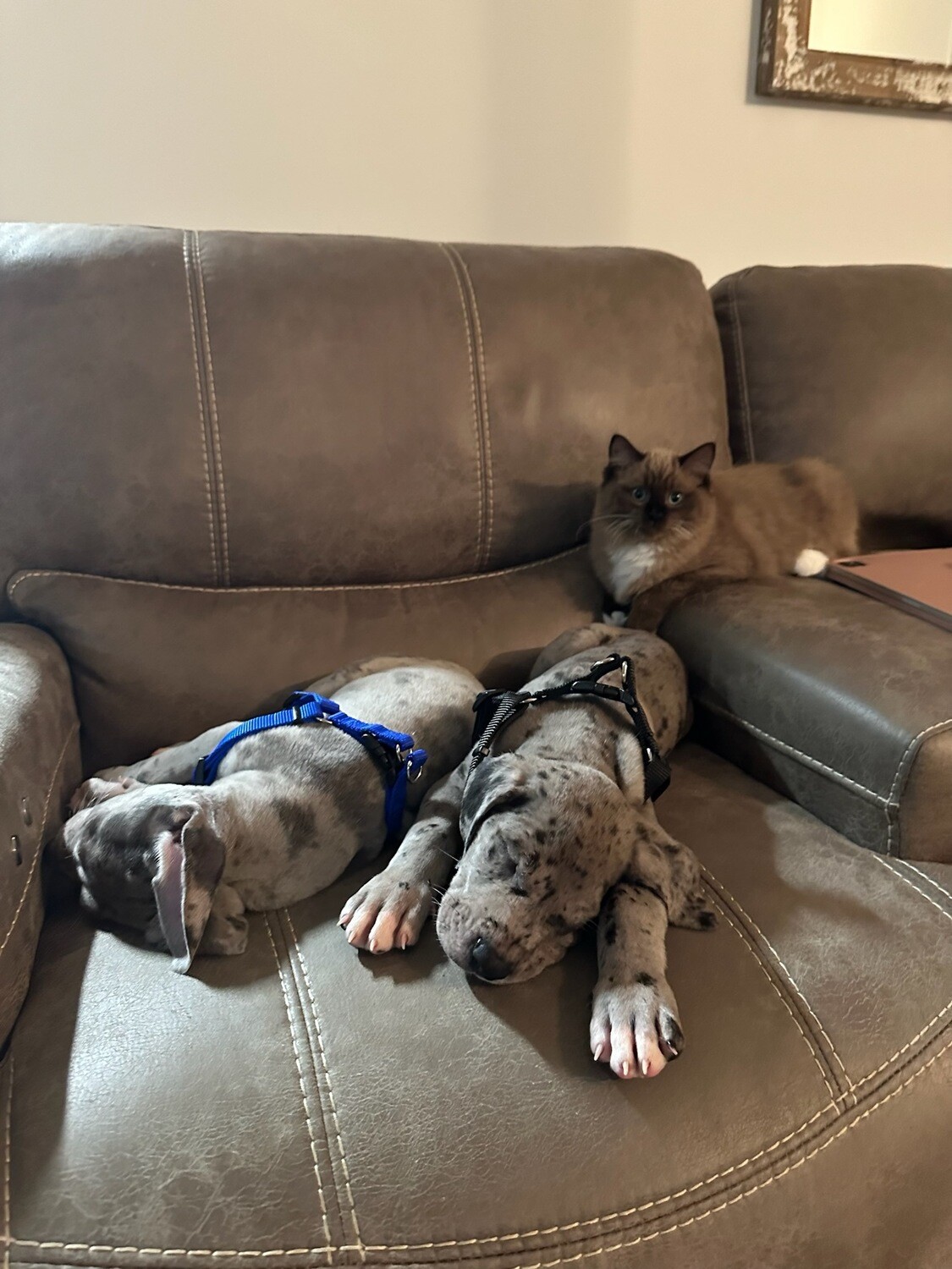 Great Dane past  litter