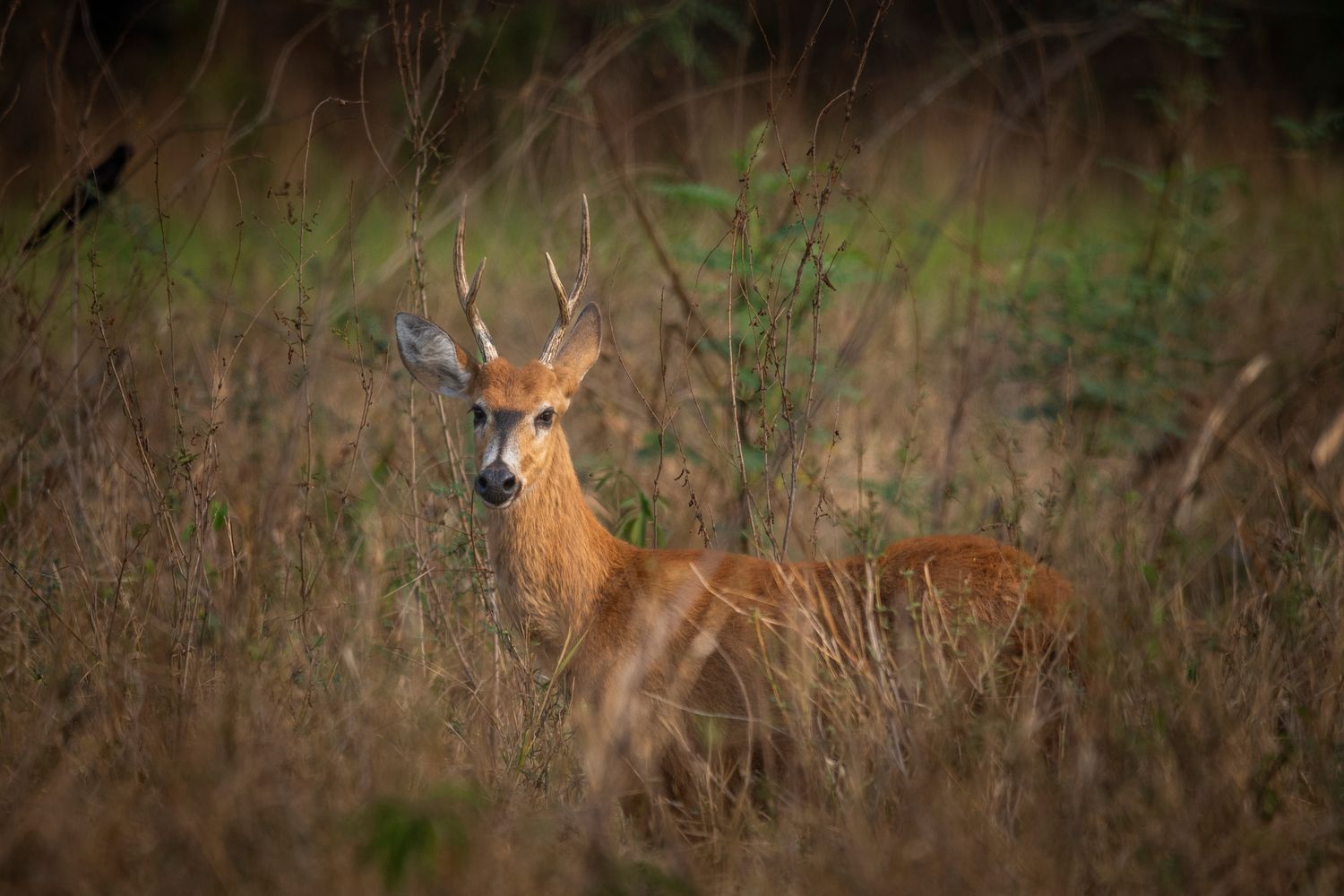 Cambio de Cargador 1 Kej 18-19 y 20 de Febrero 2026