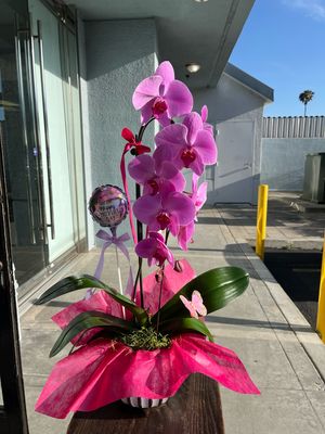 Orchid
