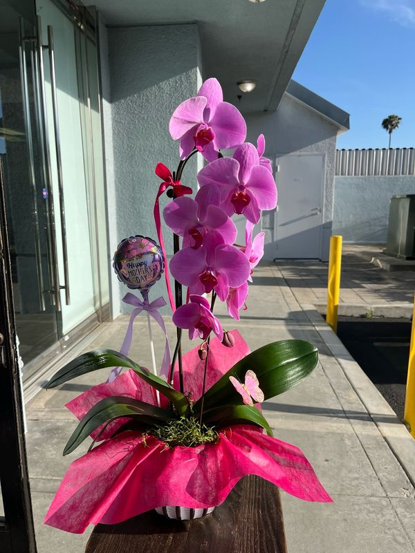 Orchid
