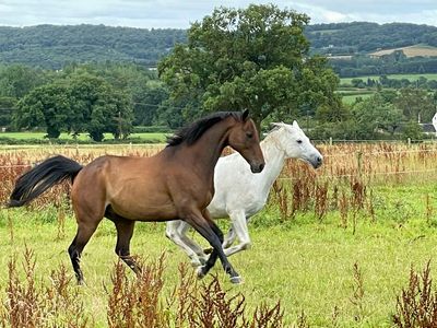 Supervision with Horses - March 2025 - Open Registration