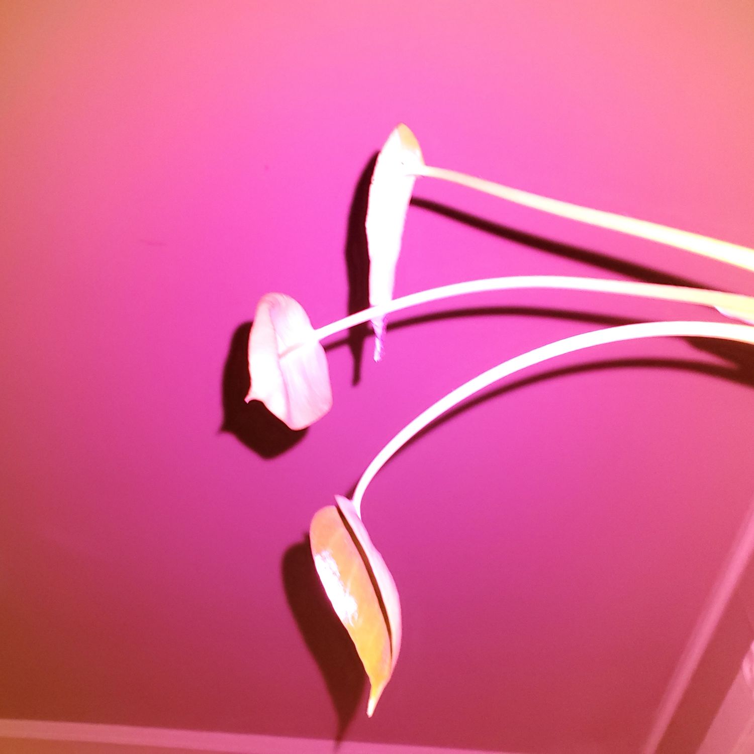 Hottest Pink Filter