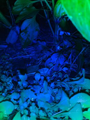 Blue Violet &amp; True Green mix