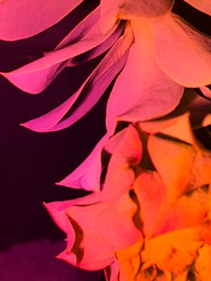Hot Orange Red