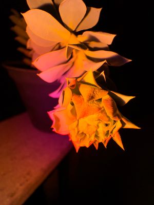 Hot Orange Red