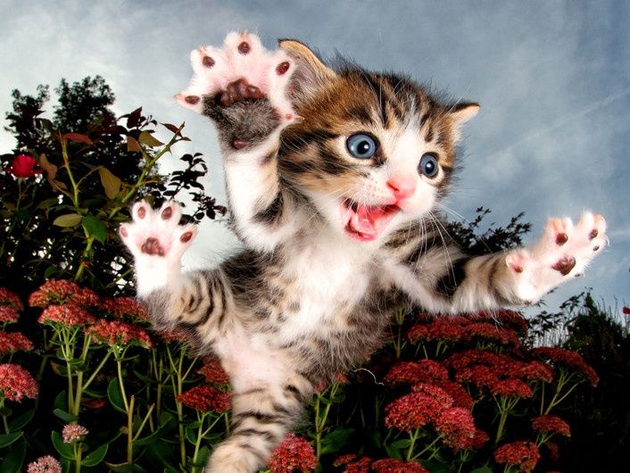Prime3D Pounce Kitten - 100 Piece 3D Puzzle