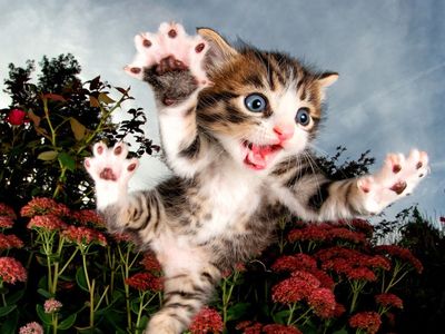 Prime3D Pounce Kitten - 100 Piece 3D Puzzle