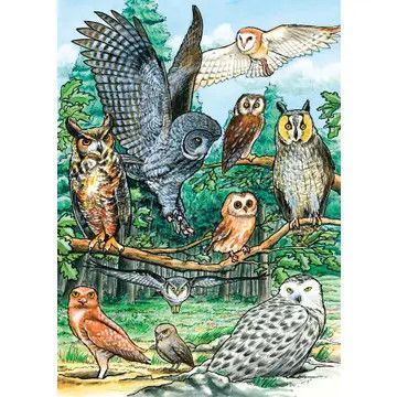 North American Owls (tray)  35 pieces