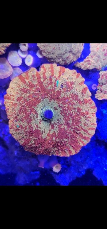 Martin's Red Carpet Anemone - Red with Yellow Rim