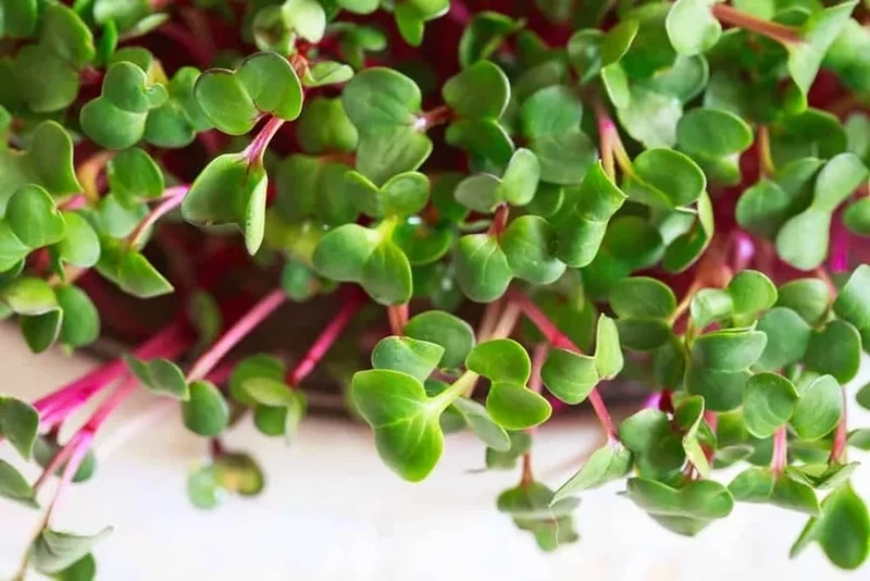 China Rose Radish Microgreens