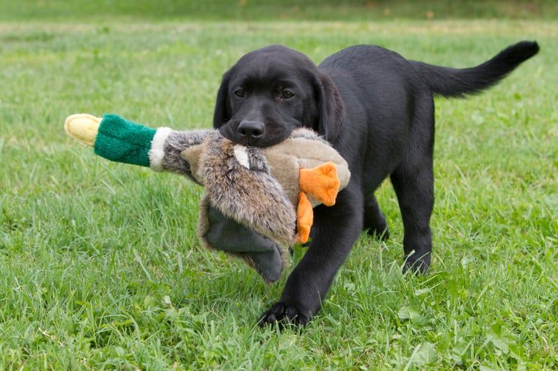 Dog Hunting