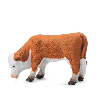 COLLECTA HEREFORD CALF GRAZING