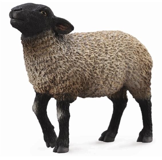 COLLECTA SUFFOLK SHEEP