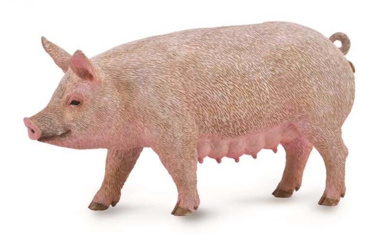 COLLECTA PIG SOW