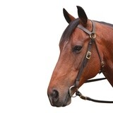 EUREKA BRASS BARCOO BRIDLE