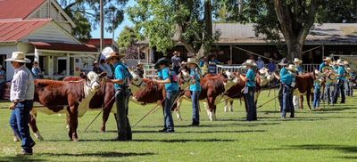 Cattle