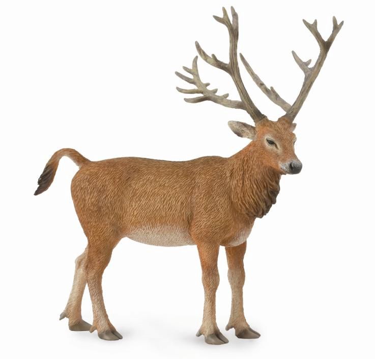 COLLECTA PERE DAVIDS DEER