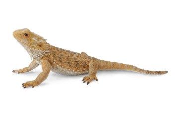COLLECTA BEARDED DRAGON LIZARD