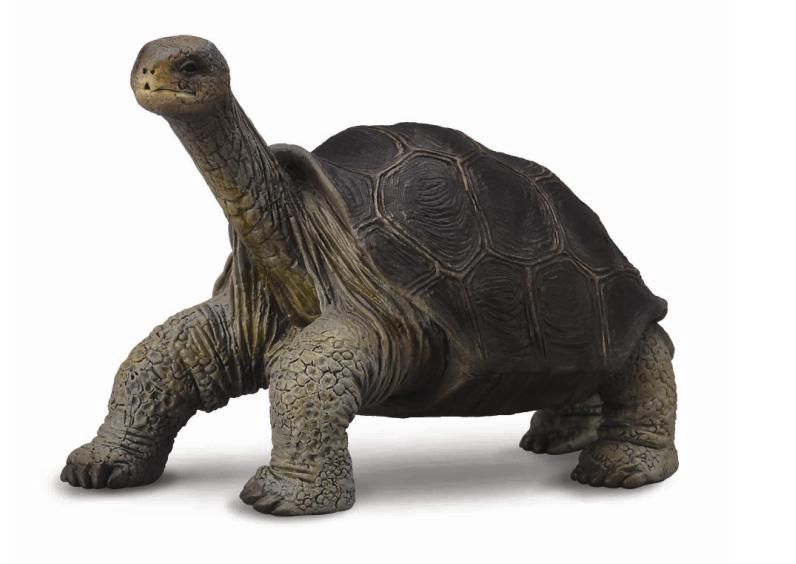 COLLECTA PINTA ISLAND TORTOISE