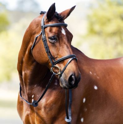 CAVALIER CLASSIC BRIDLE.
