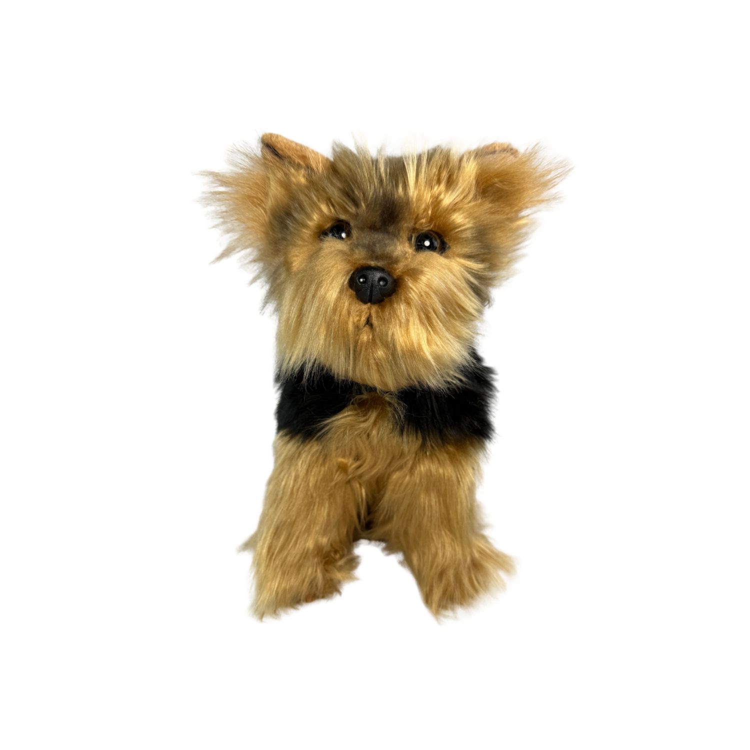 ARCHIE YORKSHIRE TERRIER
