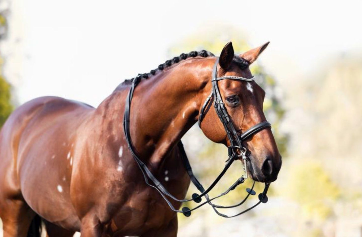 CAVALIER DOUBLE BRIDLE., Size: COB