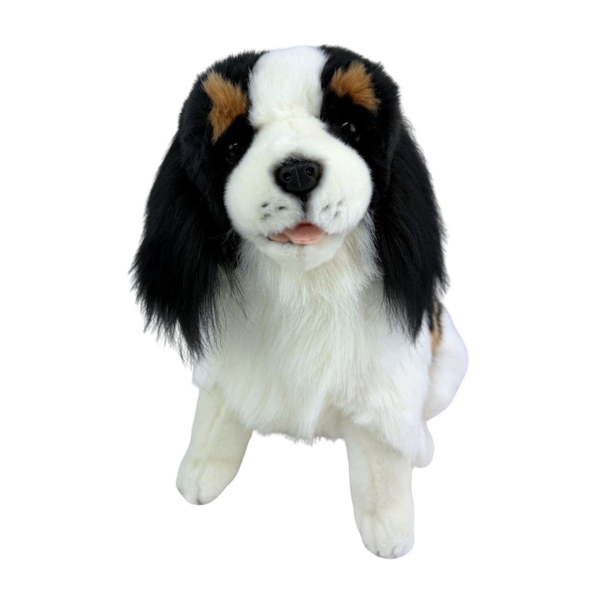 CHESTER CAVALIER KING CHARLES SPANIEL