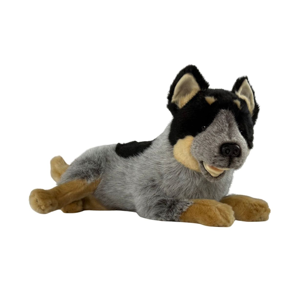 GALLAGHER AUSTRALIAN BLUE CATTLE DOG
