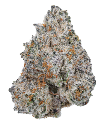 White Truffle (IH)