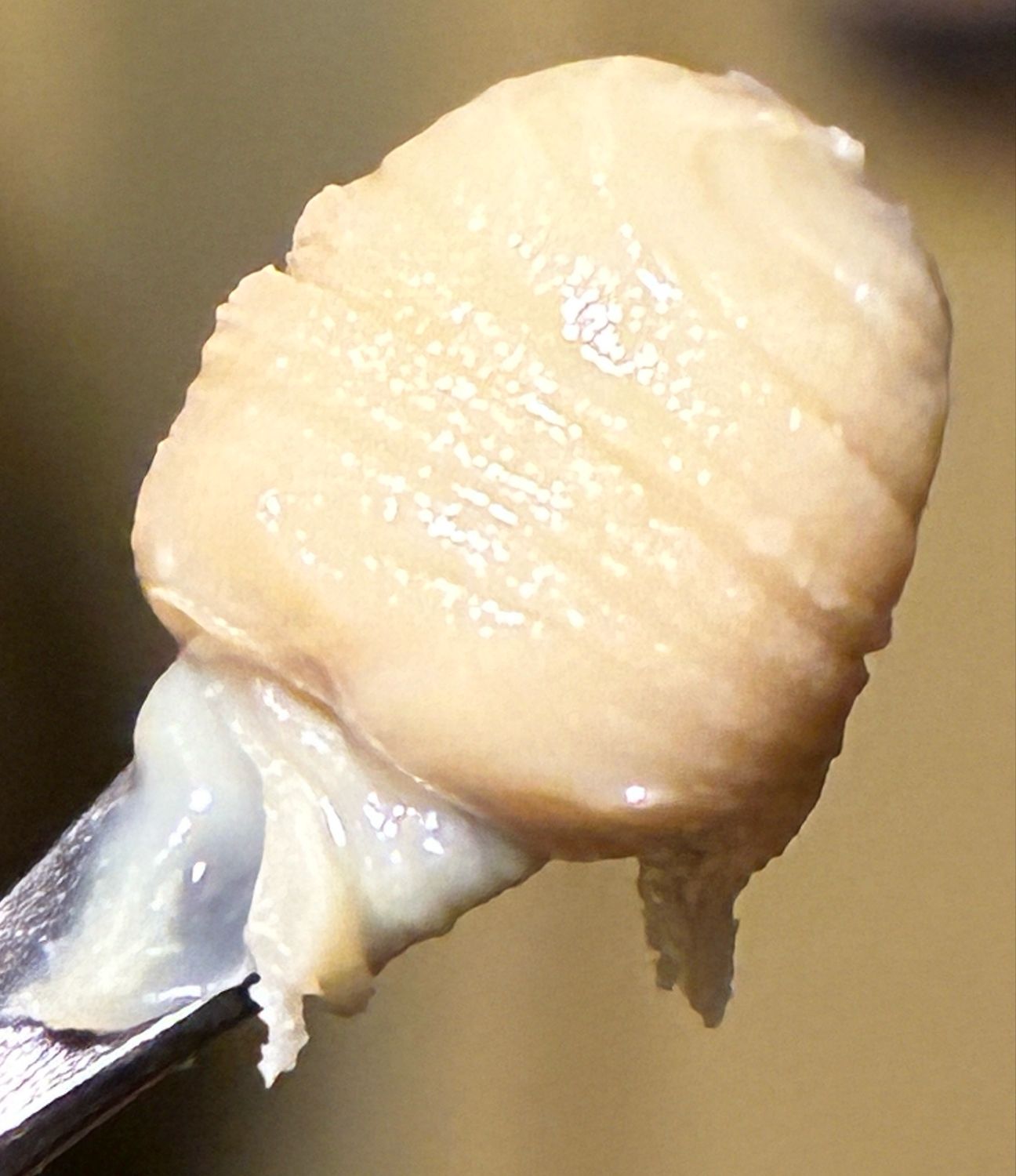 Solventless Live ROSIN (Chocolate Hashberry)