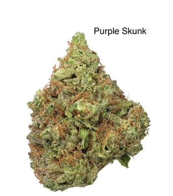 Purple Skunk (S)
