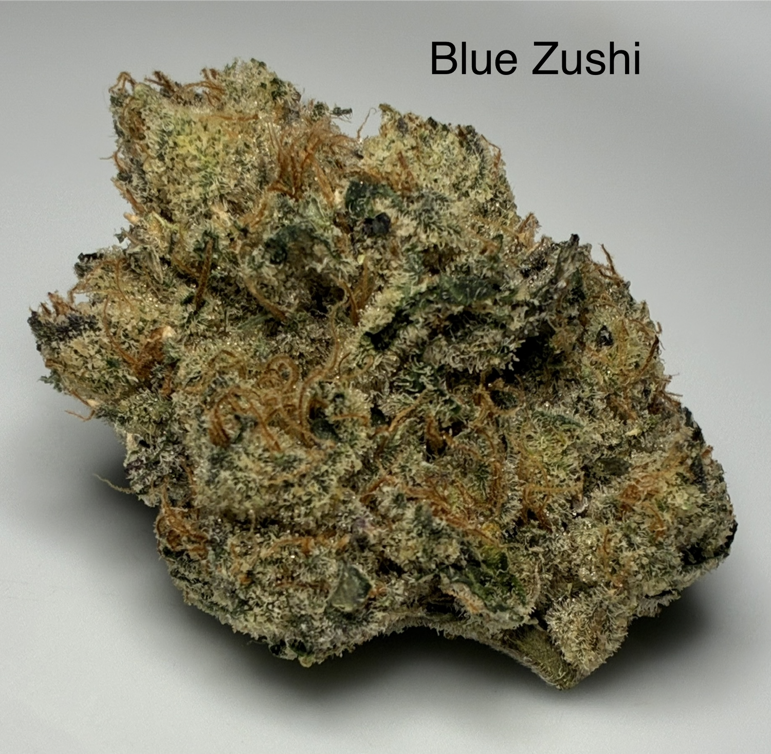 Blue Zushi (H)