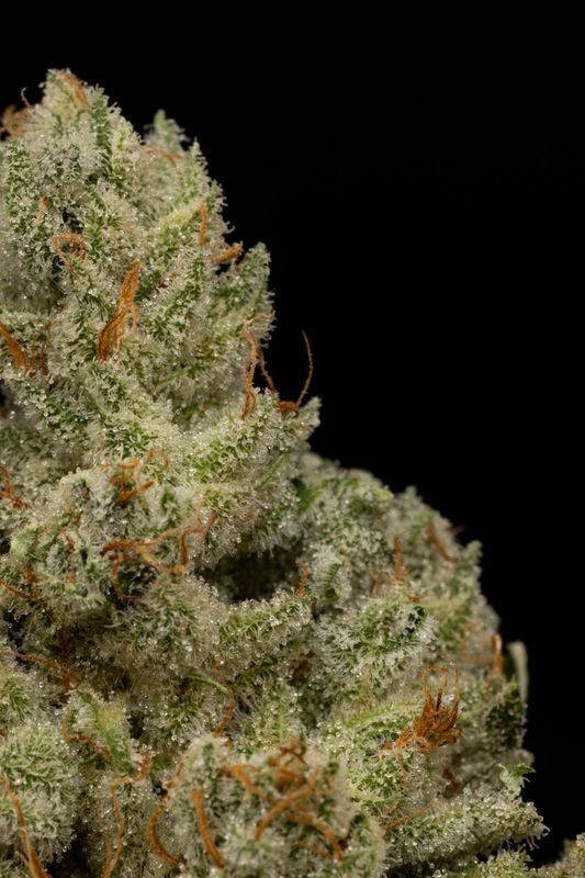 GG4 (IH)