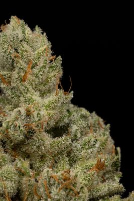 GG4 (IH)