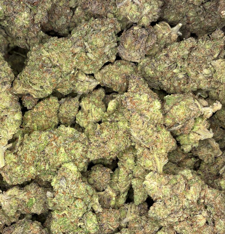 GovernMint Oasis (H)