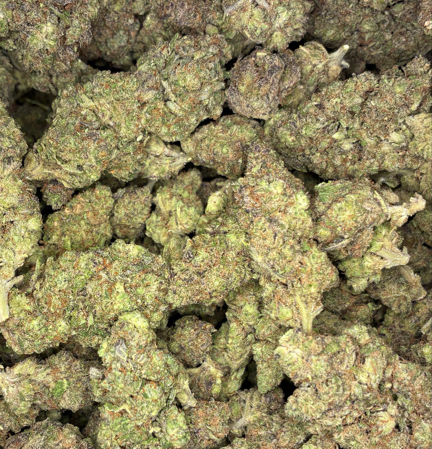 GovernMint Oasis (H)