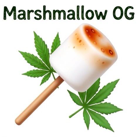 Marshmallow OG (IH)
